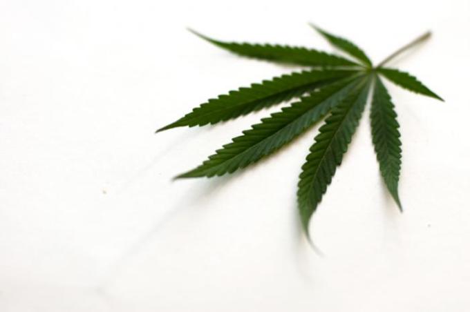 marijuana-leaf